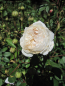 Preview: Rosa The Albrighton Rambler
